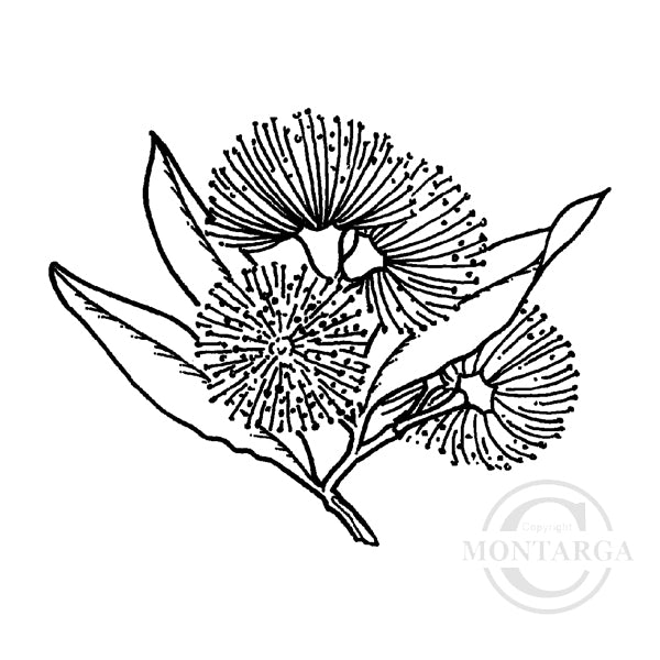 0644 D Pohutukawa Rubber Stamp