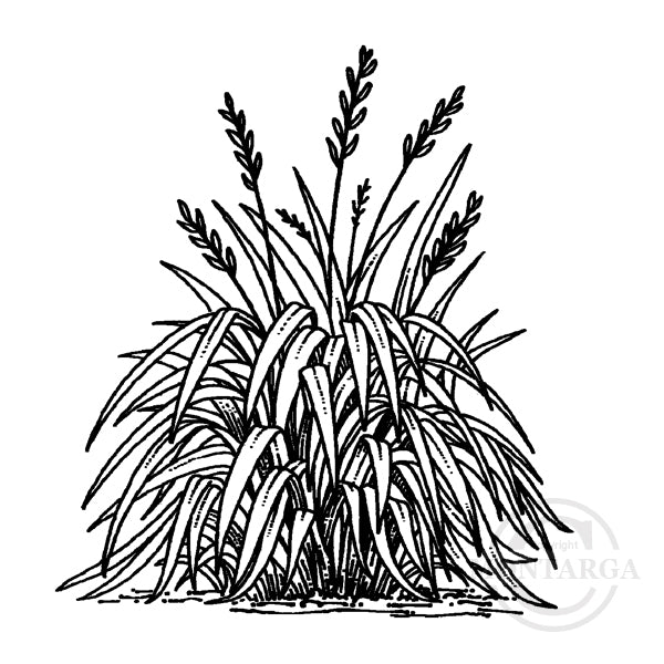 0938 C or F - Flax Bush Rubber Stamp