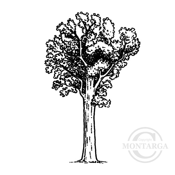 0939 D - Kauri Tree Rubber Stamp