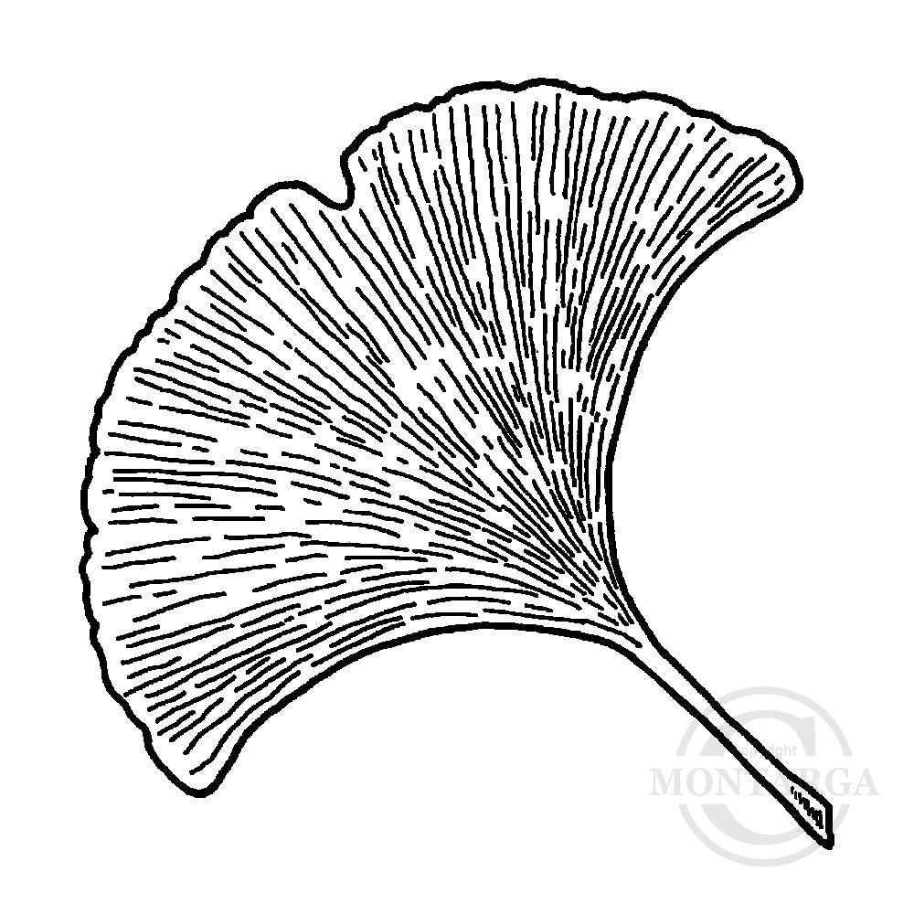 0976 D - Ginkgo Leaf Rubber Stamp