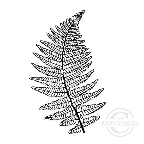 1961 E - Fern Rubber Stamp