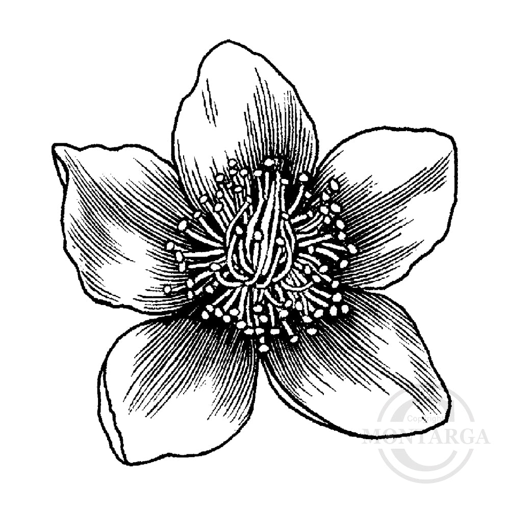 3240 D - Clematis Flower Head Rubber Stamp