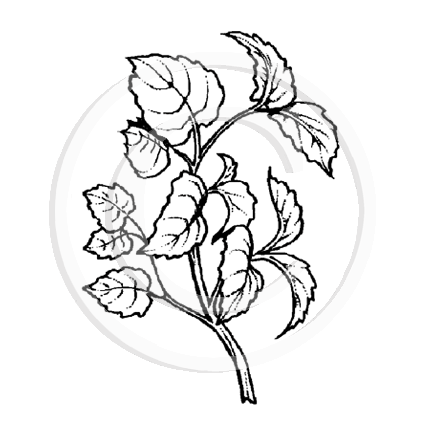 0640 C - Leafy Twig Rubber Stamp
