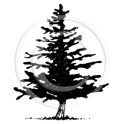 0929 A or F - Pine Tree Rubber Stamp