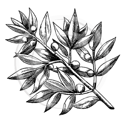 3254 F - Olive Branch Rubber Stamp