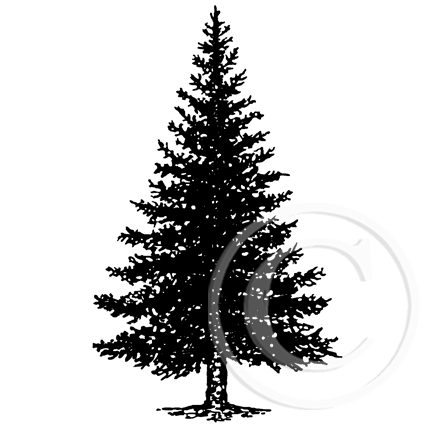 3297 G - Fir Pine Tree Rubber Stamps