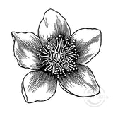 3240 D - Clematis Flower Head Rubber Stamp