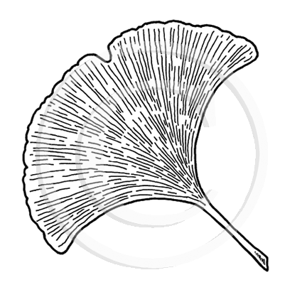 0976 D - Ginkgo Leaf  Rubber Stamp