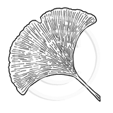 0976 D - Ginkgo Leaf  Rubber Stamp